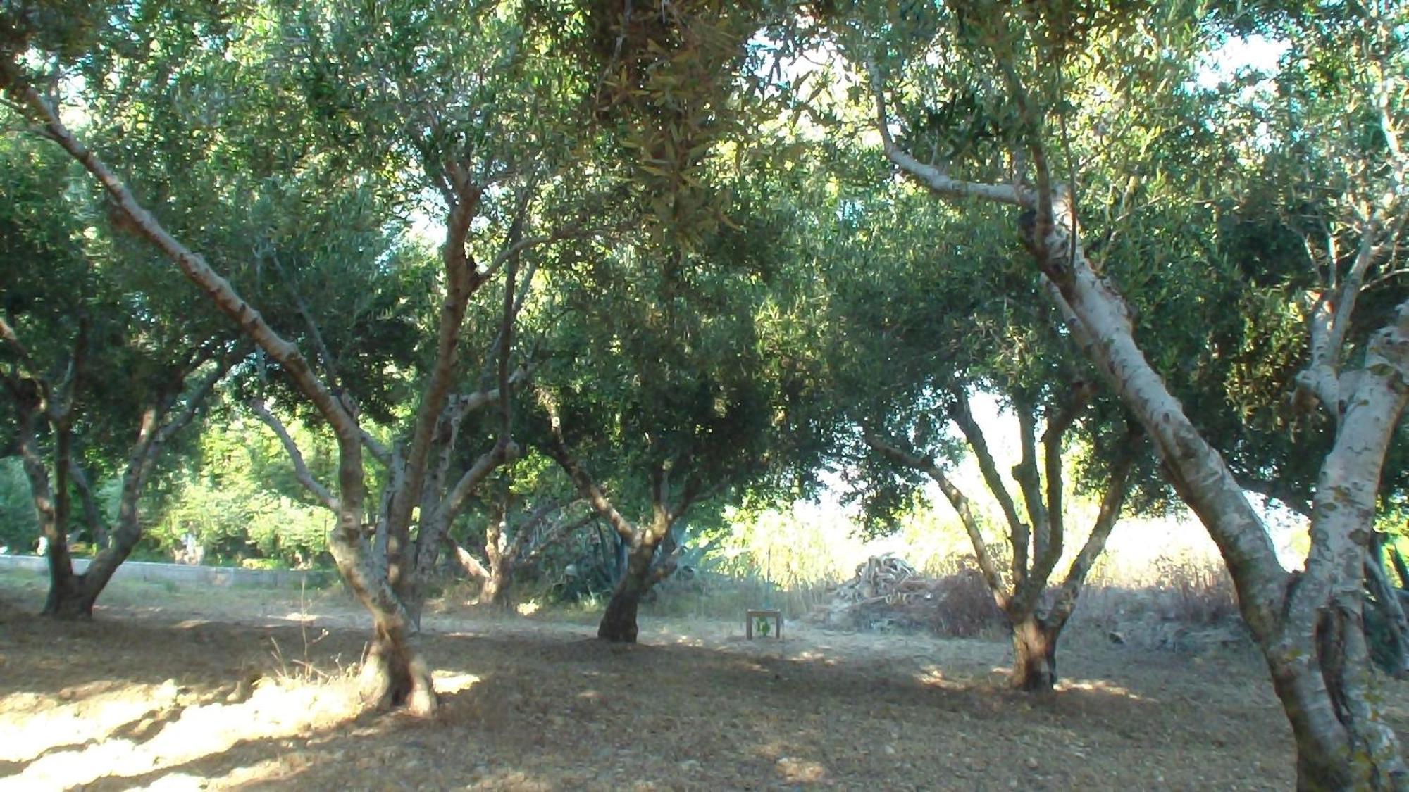 Creta Vassakis Studios Kefalos  Exterior photo